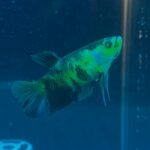 betta koi neon – rare & exotic betta fish