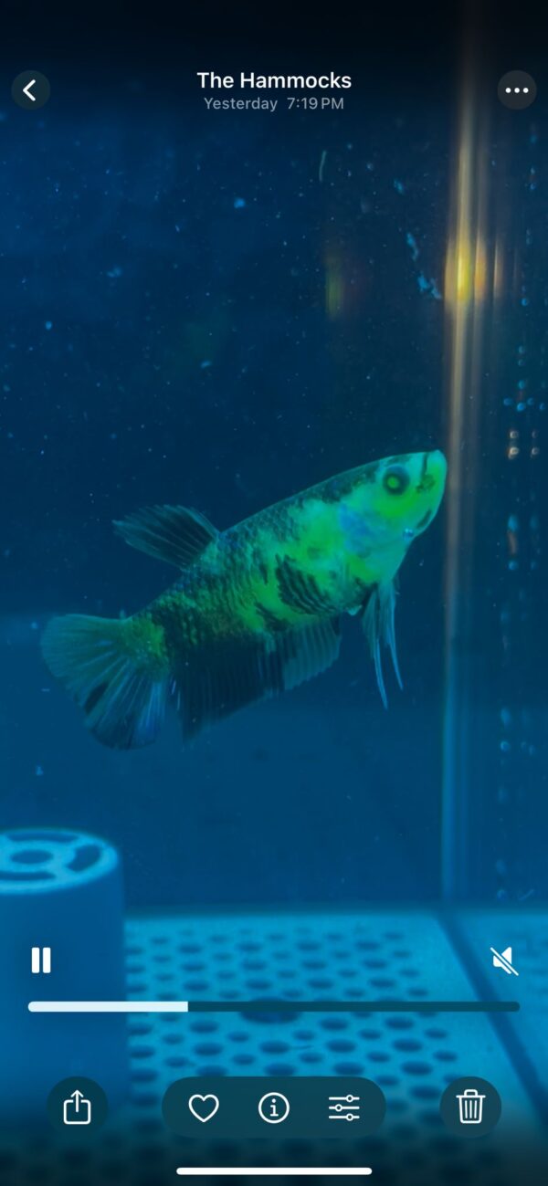 betta koi neon – rare & exotic betta fish