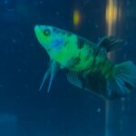 betta koi neon – rare & exotic betta fish