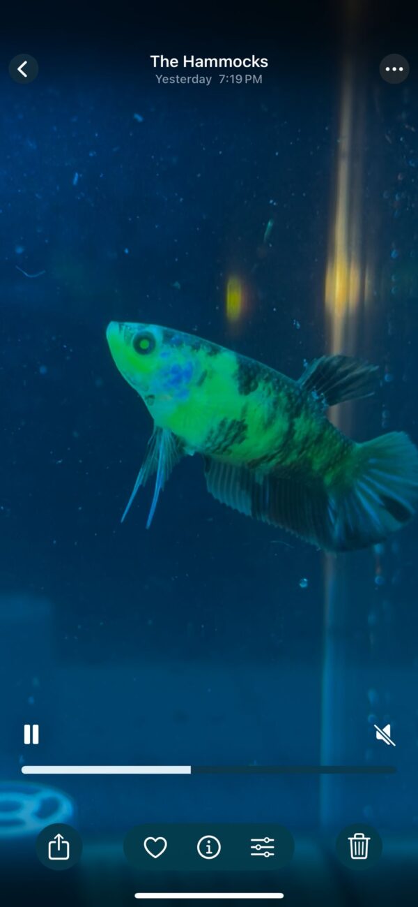 betta koi neon – rare & exotic betta fish betta koi neon – rare & exotic betta fish