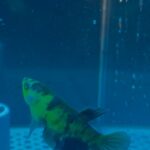 betta koi neon – rare & exotic betta fish