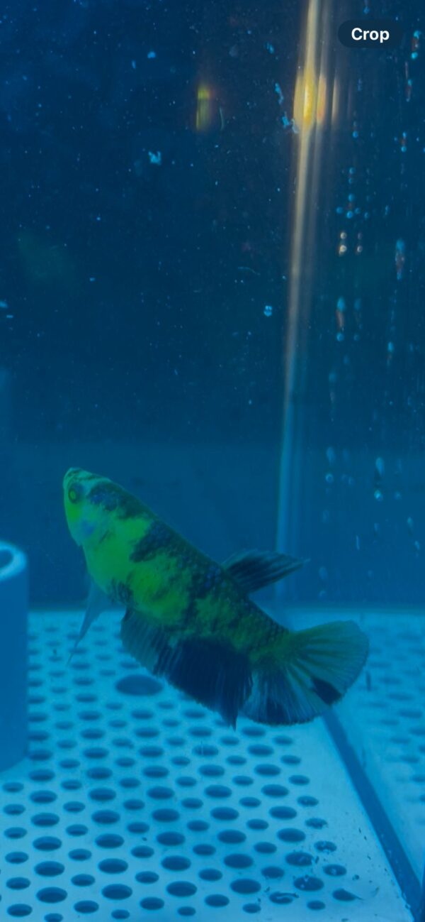 betta koi neon – rare & exotic betta fish